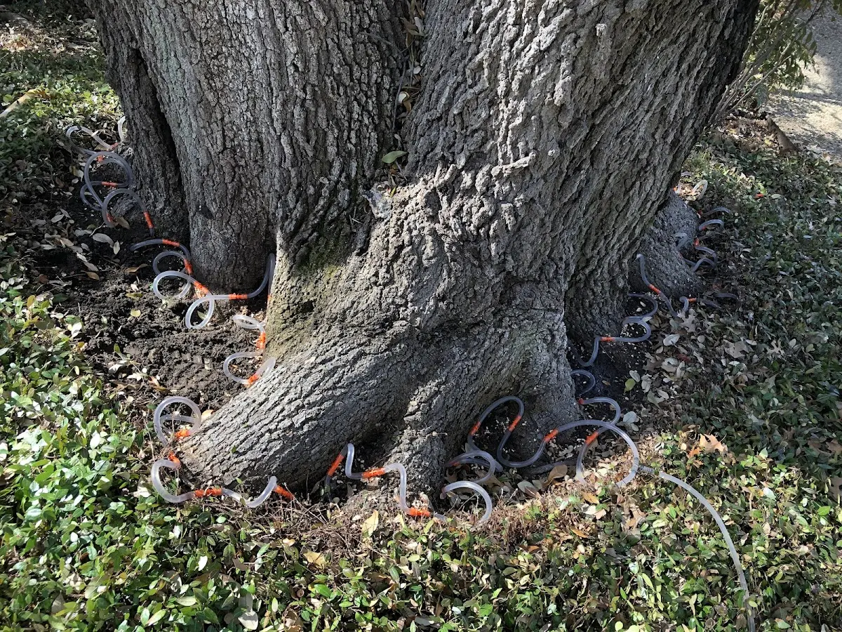 Detailed Tree Cabling and Bracing job site in Owls Head