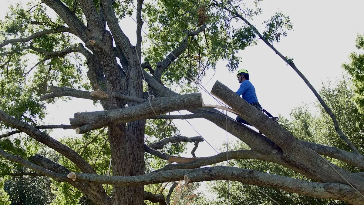 Professional Crown Thinning performed by certified arborists in Owls Head