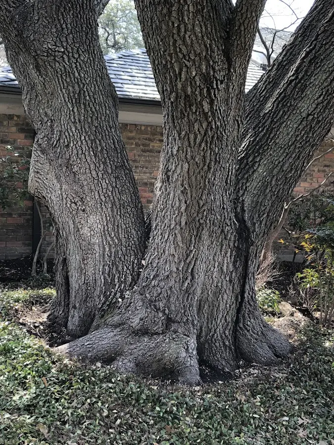 Mature heritage tree close to a Owls Head property cared for by certified arborists